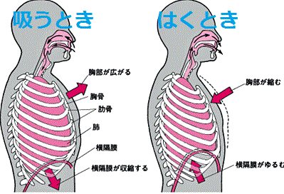 呼吸と猫背が肩こりの原因